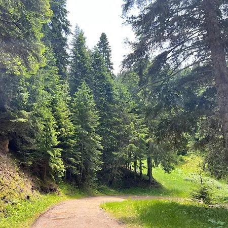 Arboro Flora * Borovets