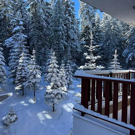 Arboro Flora * Borovets