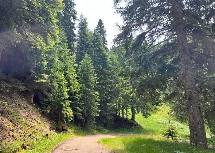 Arboro Flora * Borovets